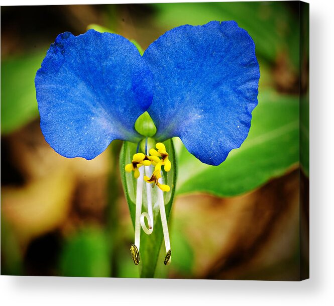 Arkansas Acrylic Print featuring the photograph Arkansas Asiatic Dayflower by Randy Forrester