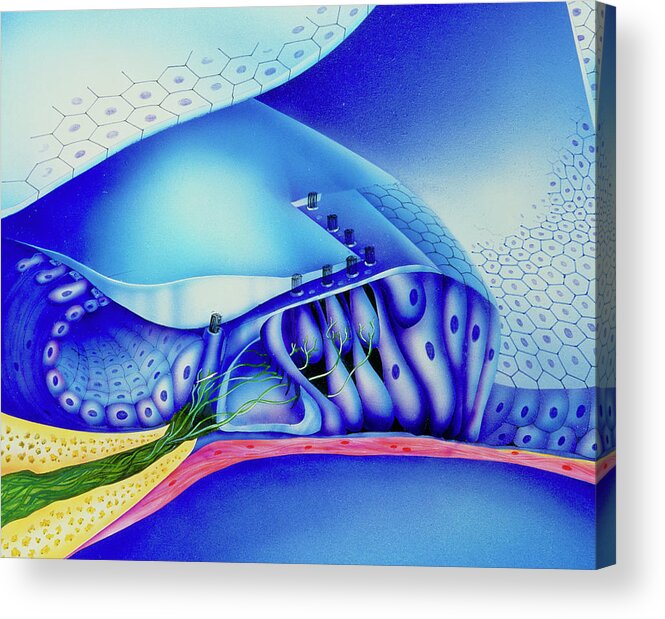 Organ Of Corti Acrylic Print featuring the photograph Artwork Of Organ Of Corti In Cochlea Of Human Ear by Kairos, Latin Stock/science Photo Library