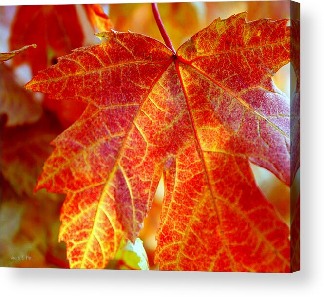 Autumn Acrylic Print featuring the photograph Autumn Blaze by Andrea Platt