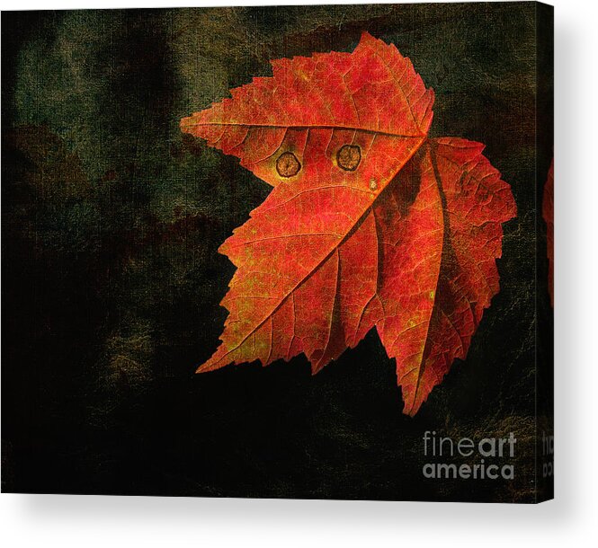 Leaf Acrylic Print featuring the photograph Autumn Eyes by Kathi Mirto