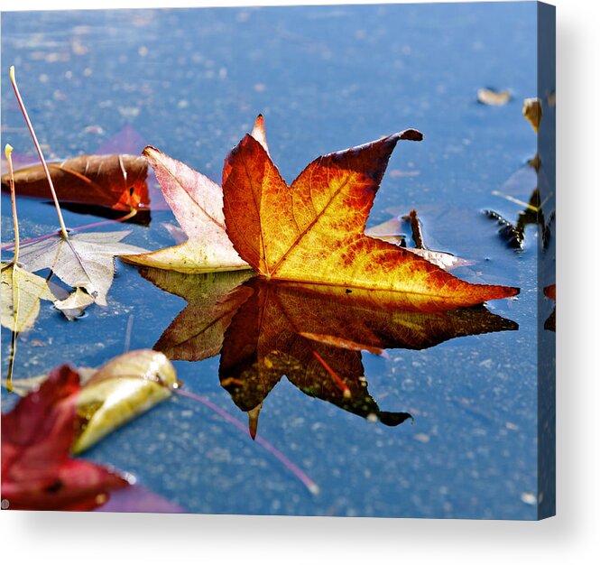 Autumn Leaves Acrylic Print featuring the photograph Autumn Leaves by Her Arts Desire