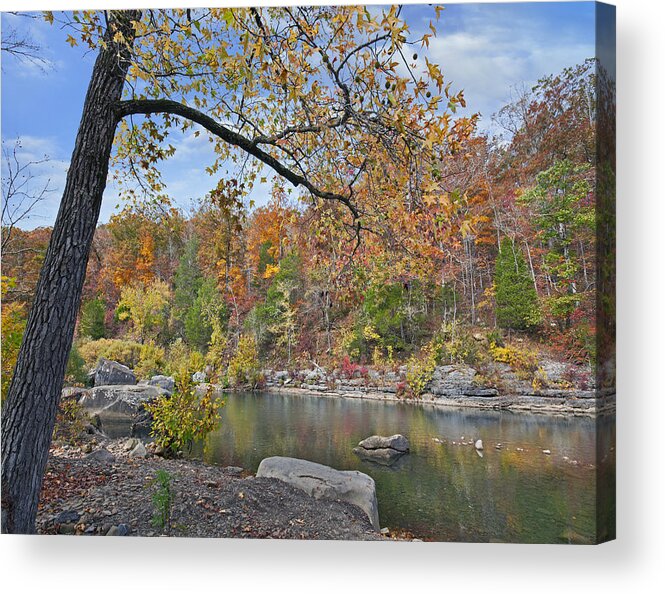 Tim Fitzharris Acrylic Print featuring the photograph Autumn Oak And Hickory Forest by Tim Fitzharris