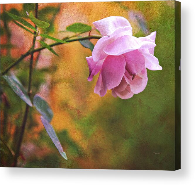 Rose Acrylic Print featuring the photograph Autumn Rose by Theresa Tahara