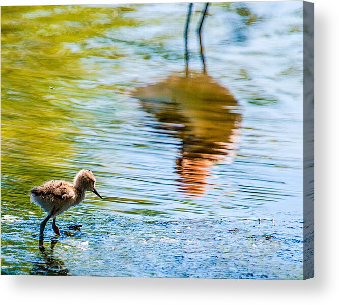  Acrylic Print featuring the photograph Avocet chick in Mother's Reflection by Dawn Key