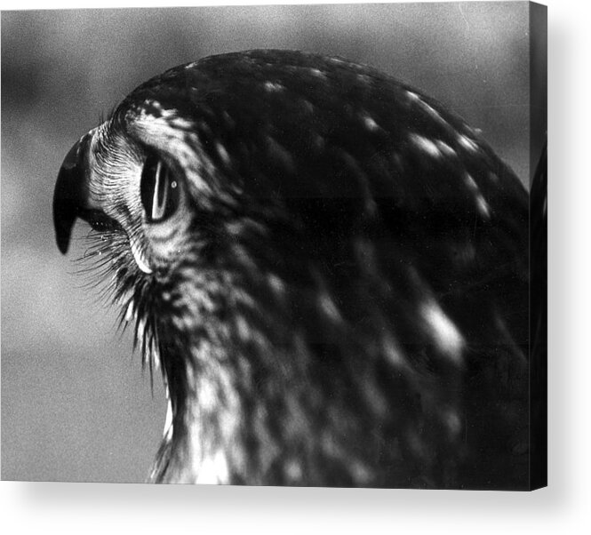 Hawk Acrylic Print featuring the photograph Aware by Andrew Fleming