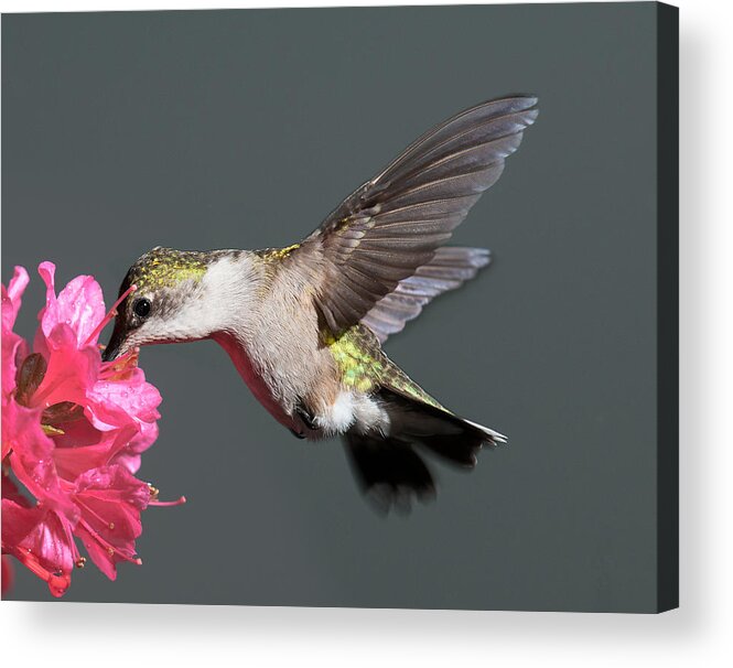 Hummingbird Acrylic Print featuring the photograph Azalea And The Hummingbird by Lara Ellis