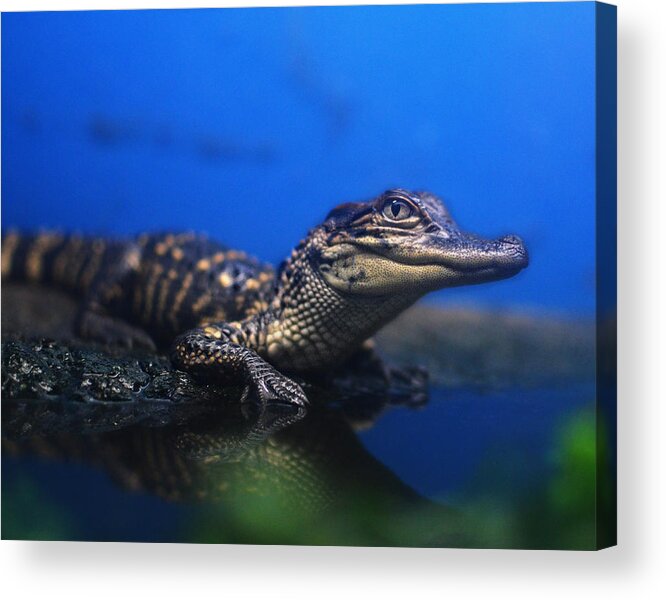 Alligator Acrylic Print featuring the photograph Baby Gator by Maggy Marsh
