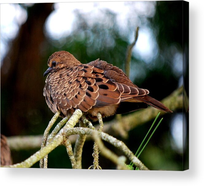 Doves Acrylic Print featuring the photograph Baby Mourning Dove by Mary Beth Landis