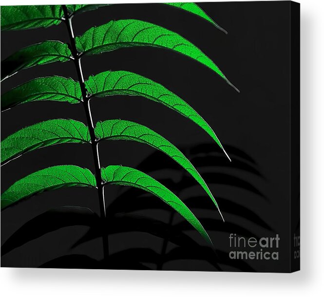 Digital Color Photo Acrylic Print featuring the digital art Backyard Abstract by Tim Richards