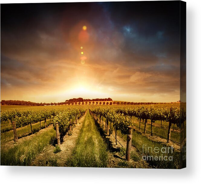 Beautiful Sunset Acrylic Print featuring the photograph Barossa Vineyard by Boon Mee