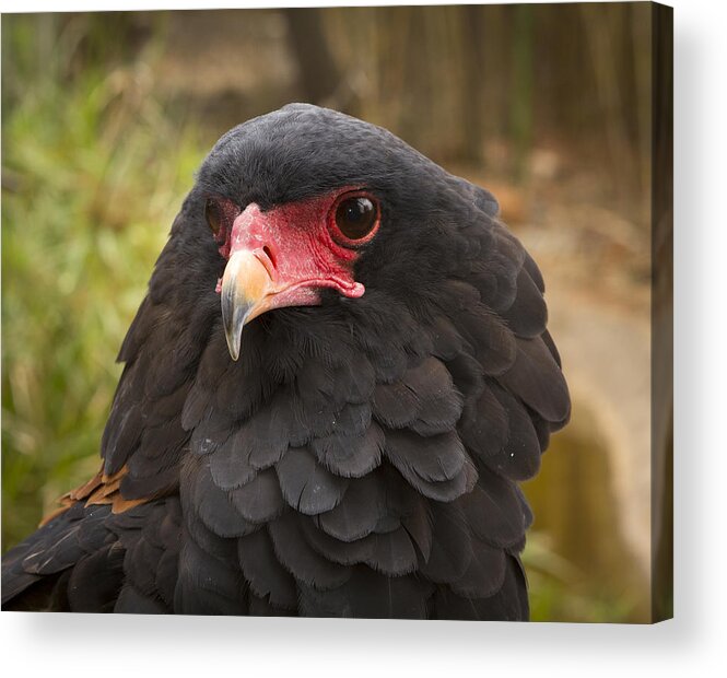 Feb0514 Acrylic Print featuring the photograph Bateleur Eagle Zimbabwe by Michael Durham