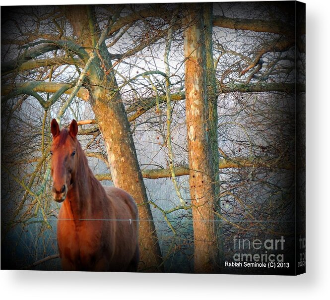 Horse Acrylic Print featuring the photograph Beautiful Dreamer by Rabiah Seminole