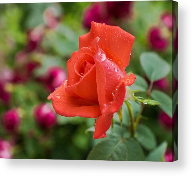Red Acrylic Print featuring the photograph Beauty in Red by Bill Pevlor