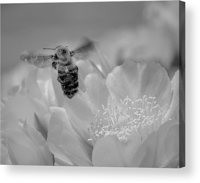 Bee Acrylic Print featuring the photograph Bee Rising by Len Romanick
