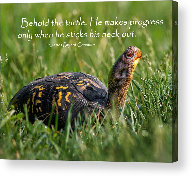 Turtle Acrylic Print featuring the photograph Behold The Turtle by Bill Wakeley