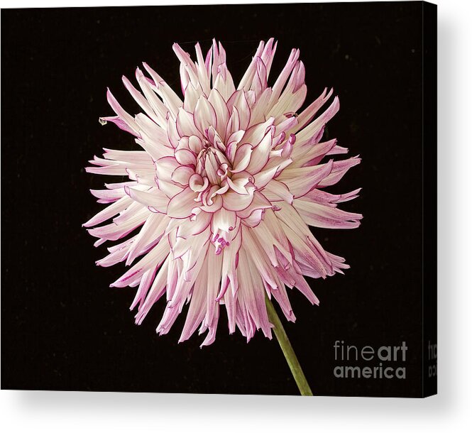Dahlia Lavender White Black Background Flower Nature Garden Floral Belred Desire Beautiful One Flower Acrylic Print featuring the photograph Belred Desire by Ann Jacobson