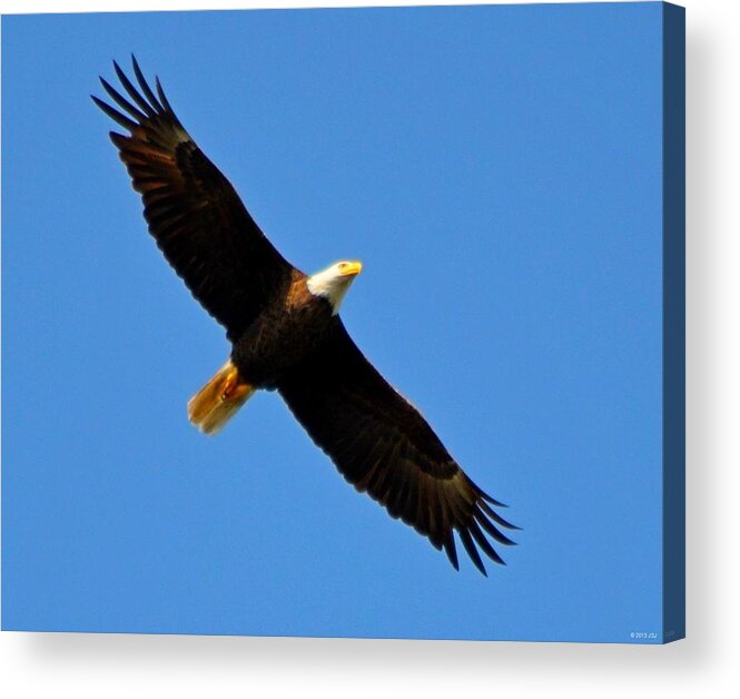 American Bald Eagle Acrylic Print featuring the photograph Best Bald Eagle on Blue by Jeff at JSJ Photography
