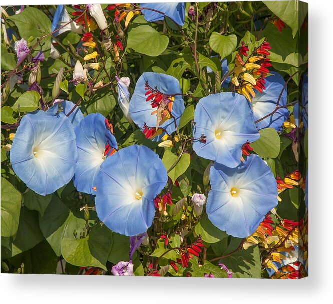 Scenic Acrylic Print featuring the photograph Bhubing Palace Gardens Morning Glory DTHCM0433 by Gerry Gantt