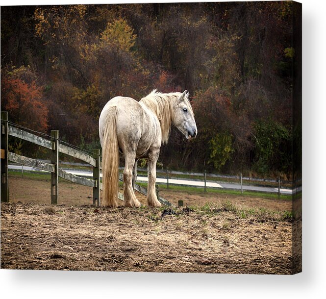 Horse Acrylic Print featuring the photograph Big man color by Rob Dietrich