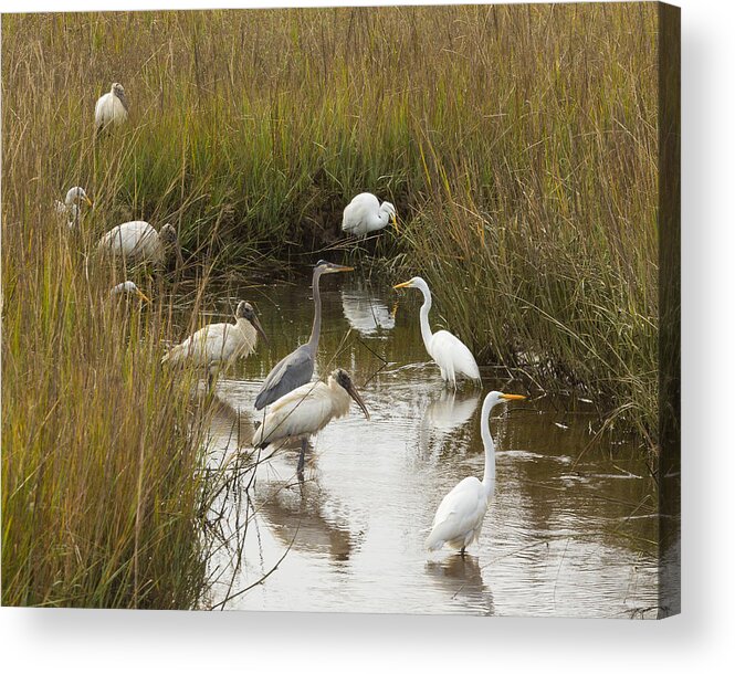 Lowcountry Acrylic Print featuring the photograph Bird Brunch by Patricia Schaefer
