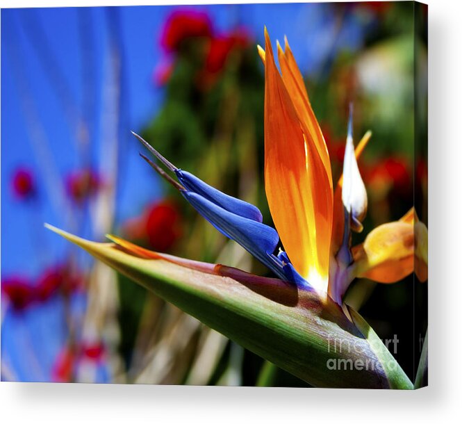 Colorful Bird Of Paradise Photographs Acrylic Print featuring the photograph Bird of Paradise Open For All to See by Jerry Cowart