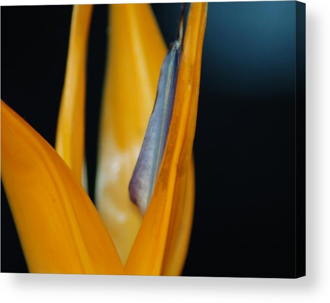 Flower Acrylic Print featuring the photograph Birds of Paradise by Matt Quest