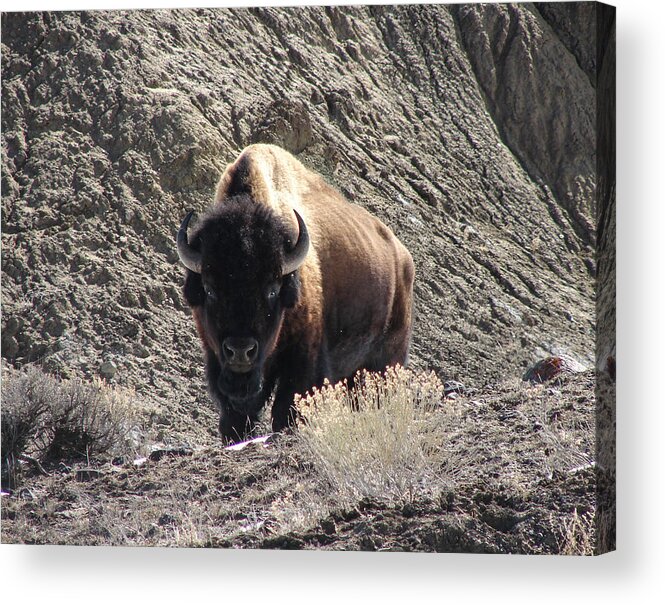 Bison Acrylic Print featuring the photograph Bison Stare Down by Carl Moore