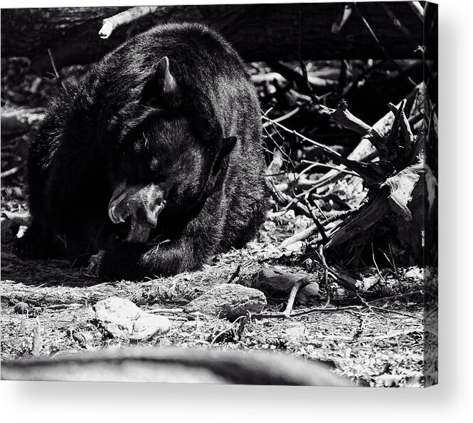 Black Bears Acrylic Print featuring the photograph Black Bear by Flees Photos