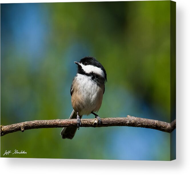 Animal Acrylic Print featuring the photograph Black Capped Chickadee Perched on a Branch by Jeff Goulden