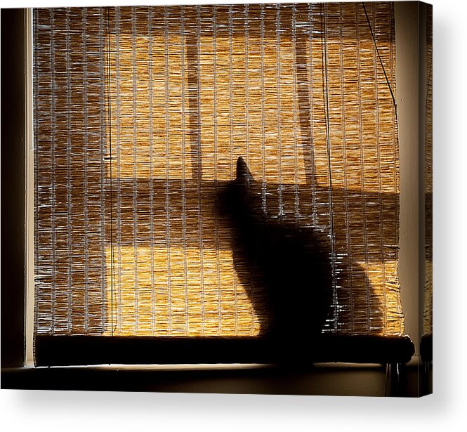 Silhouette Acrylic Print featuring the photograph Black Cat by Rick Mosher