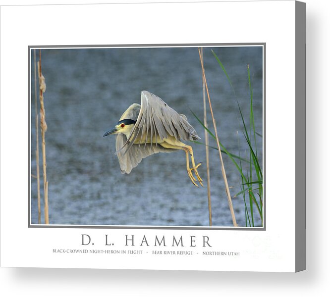 Bird Acrylic Print featuring the photograph Black-crowned Night-Heron in Flight by Dennis Hammer