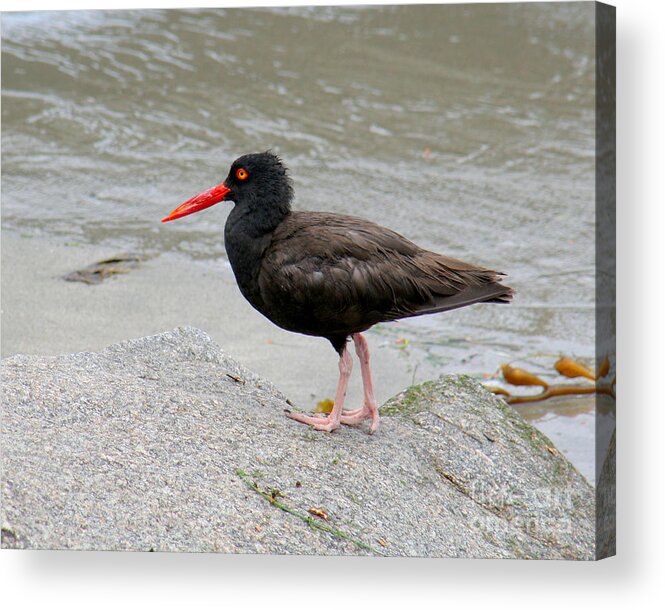 Osystercatcher Acrylic Print featuring the photograph Black Oystercatcher-1 by Bob and Jan Shriner