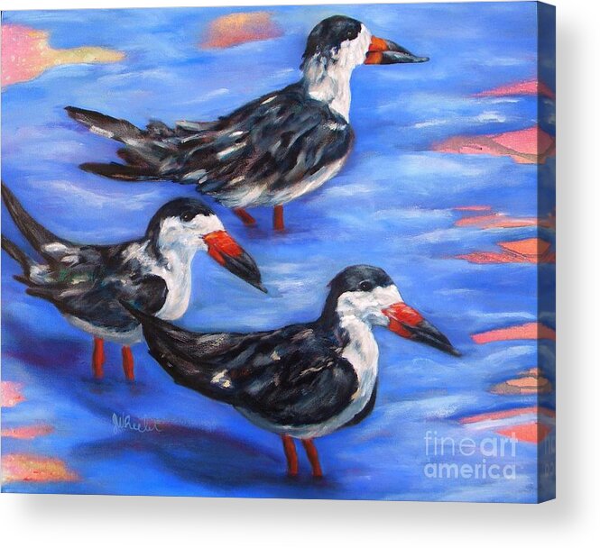 Bird Acrylic Print featuring the painting Black Skimmers by JoAnn Wheeler