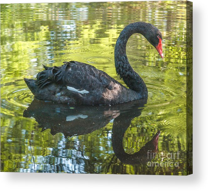 Black Swan Acrylic Print featuring the photograph Black Swan by Mike Covington