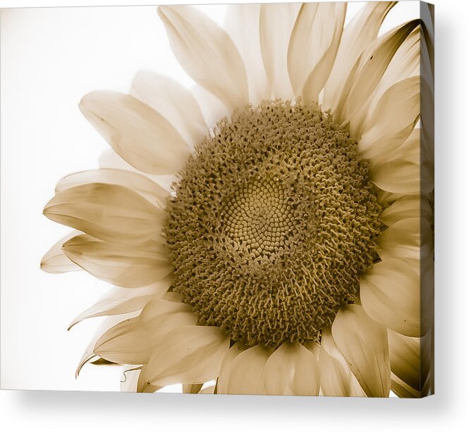 Landscape Acrylic Print featuring the photograph Bleached Sunflower by Virginia Folkman