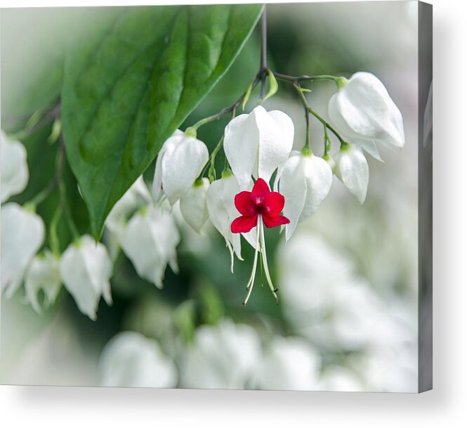 Clerodendrum Thomsoniae Acrylic Print featuring the photograph Bleeding Heart Red by Carolyn Marshall