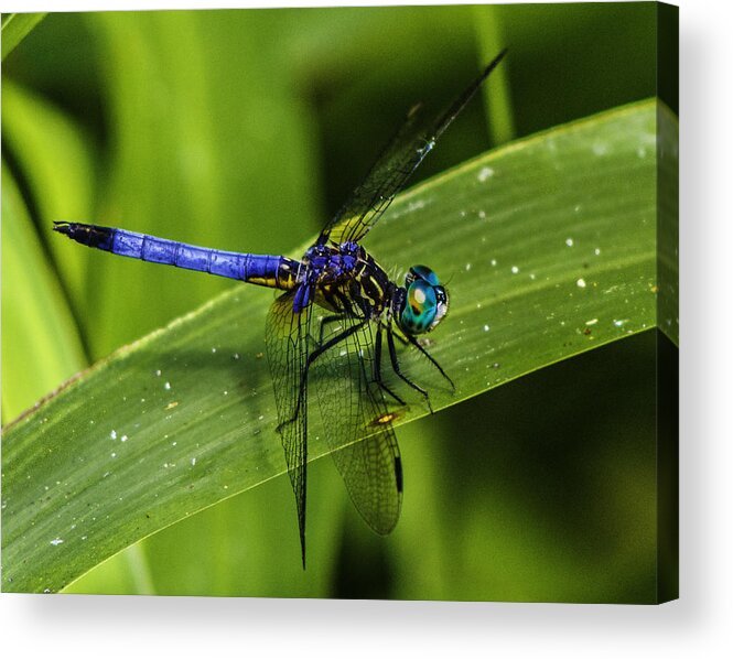 Pachydiplax Longipennis Acrylic Print featuring the photograph Blue Dasher by Christopher Perez