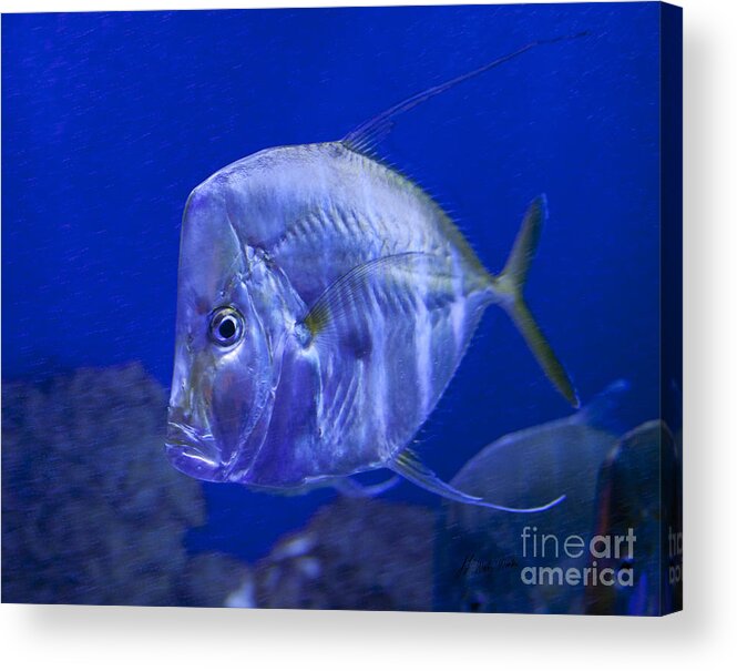 Fish Acrylic Print featuring the photograph Blue Fish  #4990 by J L Woody Wooden