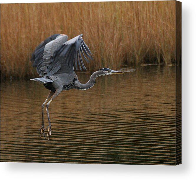 Wildlife Acrylic Print featuring the photograph Blue Heron Takes Flight by William Selander