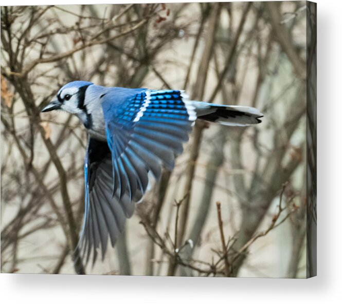 Blue Jay Acrylic Print featuring the photograph Blue Jay by Holden The Moment