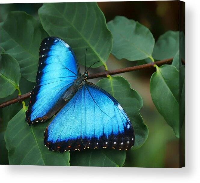 Butterfly Acrylic Print featuring the photograph Blue Morpho - 2 by Nikolyn McDonald