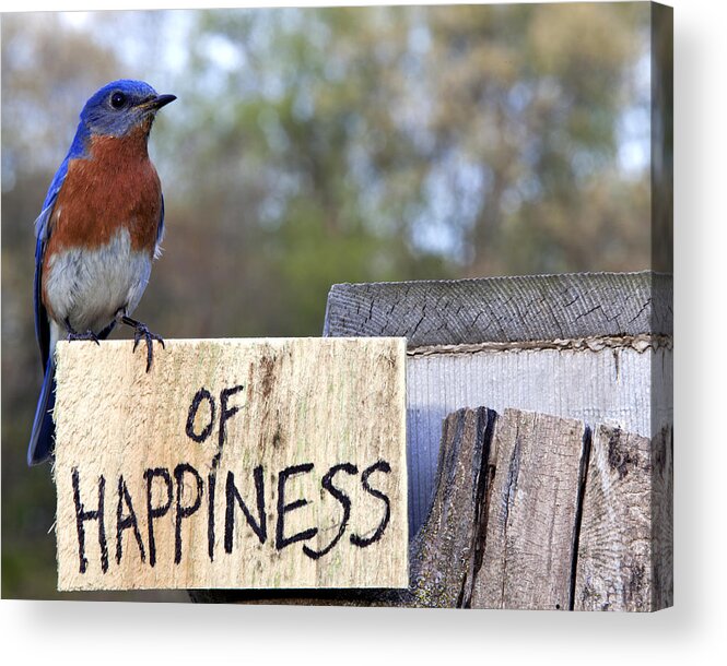 Bluebird Acrylic Print featuring the photograph Bluebird of Happiness by John Crothers