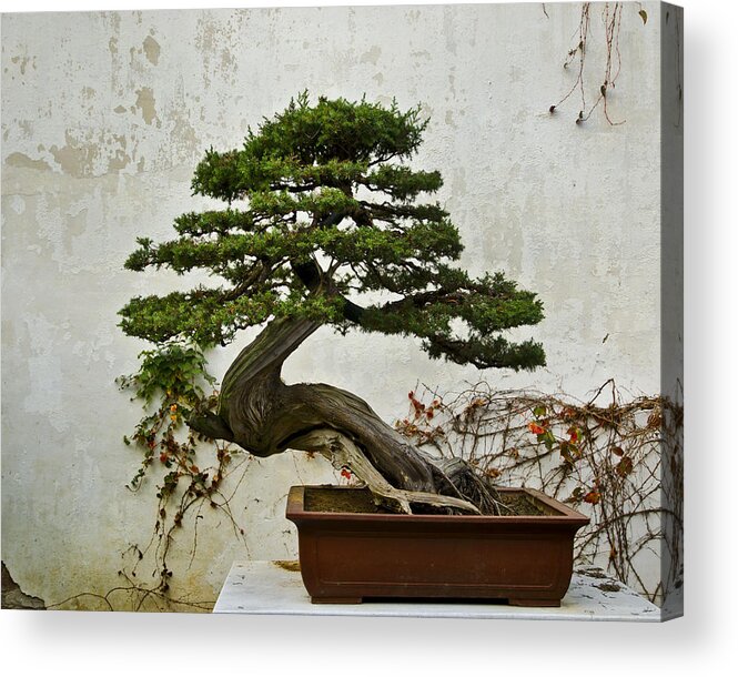 Places|china 2011 Acrylic Print featuring the photograph Bonsai Suzhou China by Sally Ross