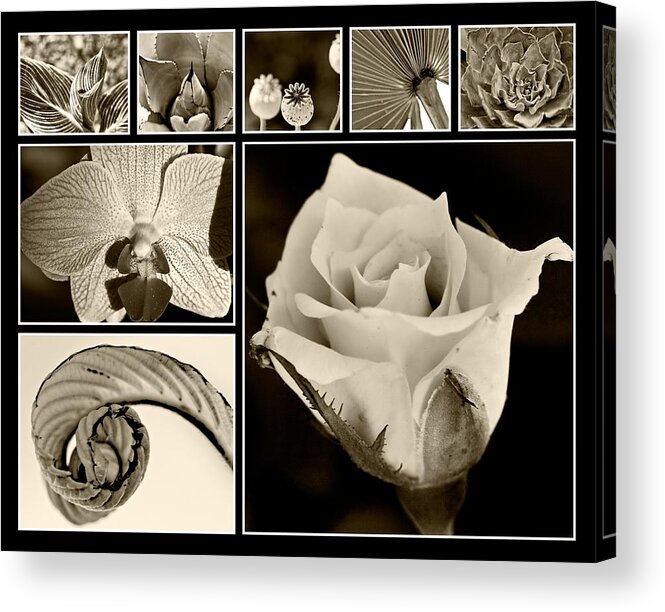 Grouping Acrylic Print featuring the photograph Botanicals in Brown by Melinda Ledsome