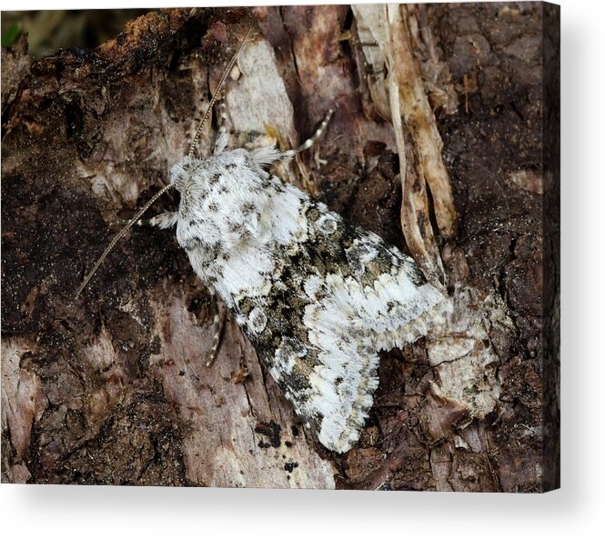 Insect Acrylic Print featuring the photograph Broad-barred White Moth by Nigel Downer
