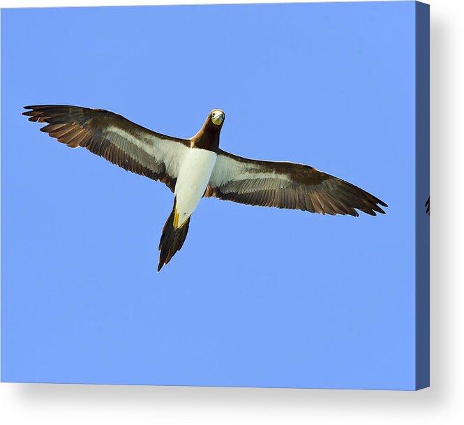 Brown Booby Acrylic Print featuring the photograph Brown Booby by Tony Beck
