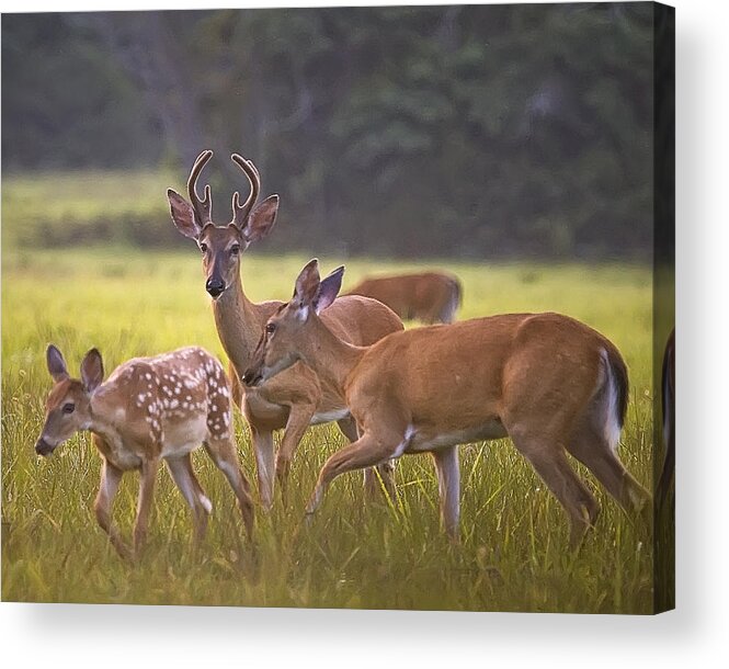 White Tail Deer Acrylic Print featuring the photograph Buck and Doe and Fawn at Sunset by Michael Dougherty