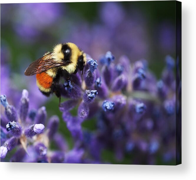 Bee Acrylic Print featuring the photograph Bumblebee on Lavender by Rona Black