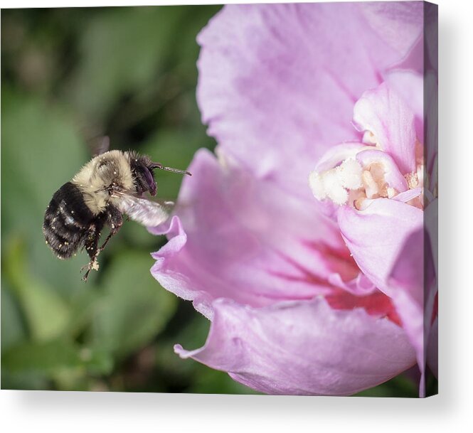 Bee Acrylic Print featuring the photograph bumblebee to Rose of Sharon by Len Romanick