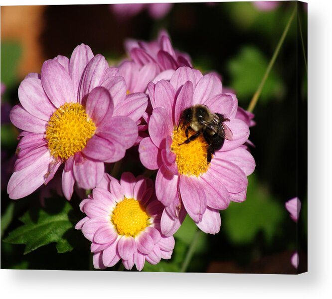 Bee Acrylic Print featuring the photograph Busy Bee by Margie Avellino